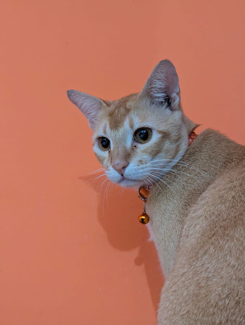 Cat in foster care