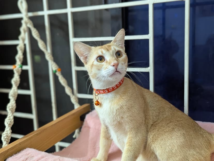Cat in foster care